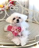 ＢｕＢｕ　うちの子🐶「わんこと秋桜🎶」
