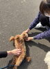 「【利用者様募集中】セラピードッグと共に歩む、新しい働き方を見つけませんか？【江南市/就労継続支援B型/ワークシップ江南】」