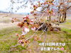 「南魚沼の穴場の桜スポット！かまくら桜ヶ丘公園の桜のトンネル。」