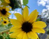 サロン横の花畑に、まだ開花中のヒマワリ「〜9月営業日変更・お得エステ〜」