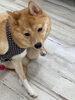 ちょっと休憩「hapipapi便り（ダイゴペットクリニック日進　仔犬の保育園より）」