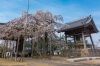 宿縁寺の枝垂れ桜