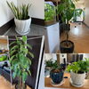 頂いた観葉植物。成長期に入り鉢替え完了！「報告」