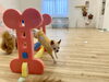 米ちゃん　ホントはちゃんと跳べますよ☺️「ましゅまろ幼稚園🐾　金曜日パート2」