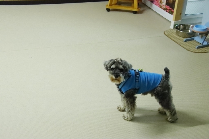 五右衛門ちゃん「今日のお友達」