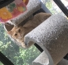 ずっと同じお部屋でお留守番じゃあつまらないもんね「愛猫のこだわりも叶えます〜シッターが伝える安心お世話の現場から」