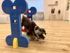 ただひたすらオヤツを目がけて😆アンちゃん「ましゅまろ幼稚園🐾パート2」