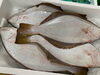 「本日鮮魚入荷致しました。[岩牡蠣は７月から販売致します。]」