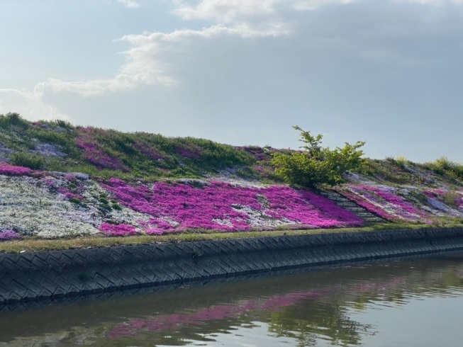 「【西条市・禎瑞】定番の芝桜、今年も綺麗に咲いています♪」