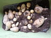 「ジャガイモ収穫(*^▽^*)／🥔」