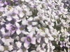 競って咲く健気な姿！「芽吹きの時」