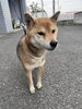 「【西条市下島山甲４４７番地付近】迷い犬を保護しています！（※玉津駐在所近辺）」