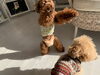 がぉーっ　(笑)「おはようございます（＾ν＾）」