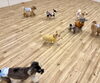 わ〜い「ましゅまろ幼稚園🐾」