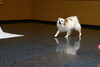 「今日のお友達」