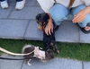 「＼パピーパーティ、開催しました🎈🐶／」