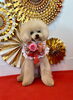 ここあちゃん「Happy New Year」