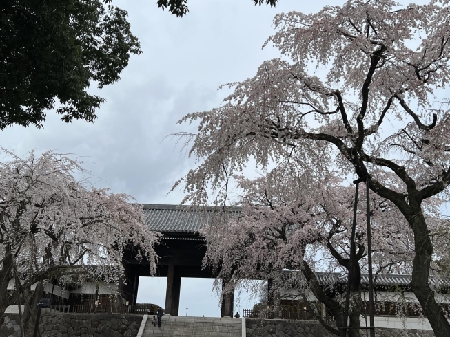 2023年　見頃から5日後の写真「東郷寺しだれ桜　2024年の開花情報」