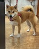 柴犬のちゃ子ちゃん「本日シャンプーカットでご来店のわんちゃん達🐶」