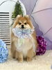 ふうたくん「わんこと雨☔️」