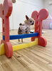 米ちゃん　とても上手に跳びます☺️「ましゅまろ幼稚園🐾パート２ &サロン予約状況」
