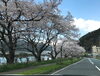 舞鶴　大波街道「桜、満開。今日明日にでも´◡`」