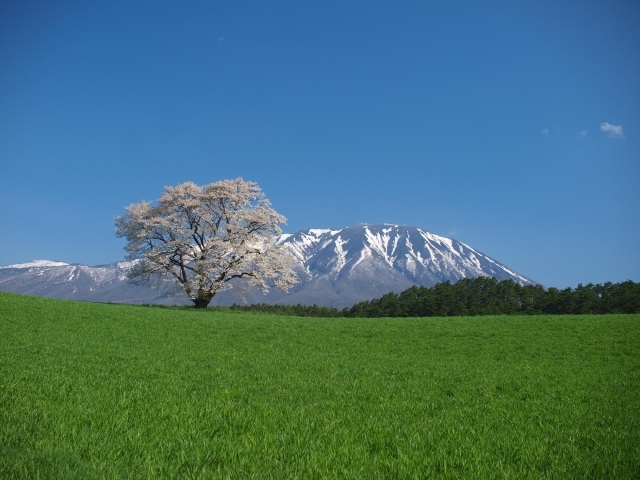 雫石 小岩井農場の一本桜 お花見特集 まいぷれ 盛岡 滝沢 二戸 八幡平 雫石