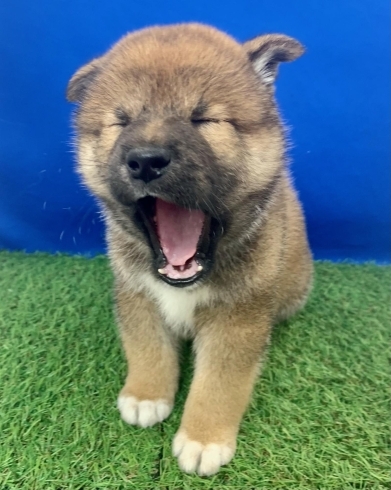 あくびしている所も可愛い!「新しいワンちゃん仲間入り(^▽^)/」