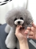 「冬のオプションキャンペーン　（＾ν＾）」