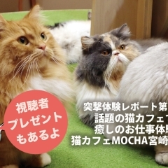 話題の猫カフェで 癒しのお仕事体験『猫カフェMOCHA』