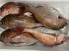 「本日鮮魚入荷致しました。[岩牡蠣は７月から販売致します。]」