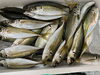 「本日鮮魚入荷いたしました。(7月27日貝🦪フェスティバル決定致しました)」