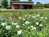 「【会場イベント】水元公園（約100種14,000株）葛飾菖蒲まつり［2026年5月31日（日）・6月6日（土）7日（日）13日（土）14日（日）］『おじぎ茶屋』さん『SouRire Balloonふらっとフリースクール』さんも出店！」