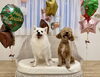 ＣＯＣＯちゃん♡むぎちゃん「ましゅまろ幼稚園🐾　パート1」