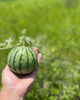 原田ファーム「もうじき夏野菜の準備　🌟NO100」