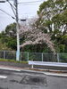 「桜(北九州市八幡西区若葉にある少人数対応安心低価格の直葬.家族葬専門葬儀社です。小倉にも会館がございます)」