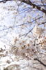 桜を楽しみましょう♪「まいぷれ編集部事務所前の桜が咲いています♪」