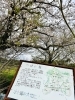 スマホで撮影しました。色が悪くて残念。「しろいのサクラ🌸なう！2025「最終回」」