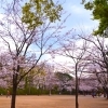 【横浜市港北区のお花見スポット】綱島公園