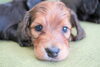 「ミニチュアダックス子犬情報」