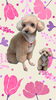 「Dog salon mofu mofu　余市町」