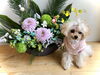 初のお写真がんばってまふ♡「Happy New Year （╹◡╹）」