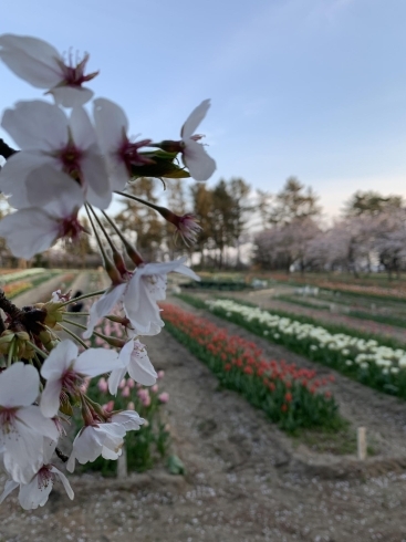 庄内いこいの村「桜スポット」