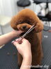 「秋のオプションキャンペーン　^ - ^」