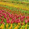 東京ドイツ村　フラワーフェスティバル