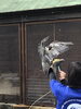 トレーニングの様子「早い翼、ハヤブサ」