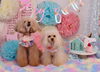 ここあちゃん遠吠え中～(^O^)(笑)「Anniversary photo　(*´ω｀*)」