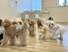 うじゃうじゃ集合〜🐶🐶🐶🐶🐶🐶🐶🐶🐶🐶🐶🐶🐶🐶「ましゅまろ幼稚園🐾」
