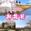 しろいの桜　～お花見スポット～