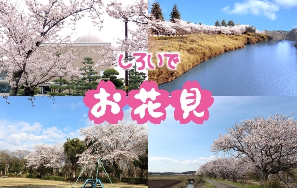 しろいの桜　～お花見スポット～